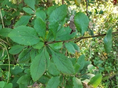 Berberis amurensis