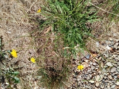 Scorzoneroides autumnalis