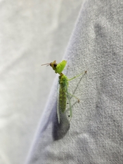 Zeugomantispa minuta