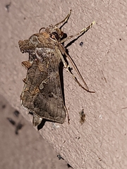 Autographa precationis