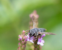 Coelioxys modestus