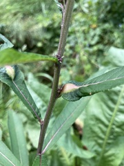 Neolasioptera vernoniae