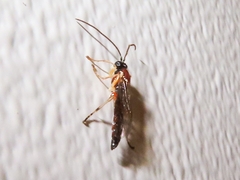 Tromatobia lineatoria