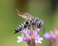Coelioxys modestus