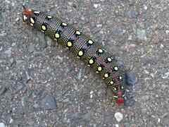 Hyles euphorbiae