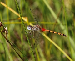 Sympetrum ambiguum