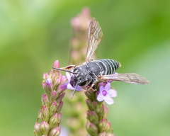 Coelioxys modestus