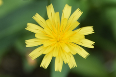 Pilosella piloselloides