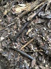 Incilius canaliferus