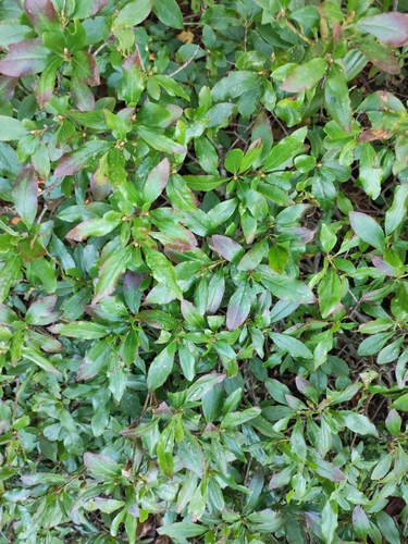Rhododendron mucronulatum