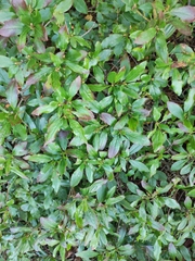 Rhododendron mucronulatum