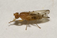 Opomyza florum