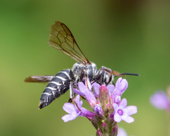 Coelioxys modestus