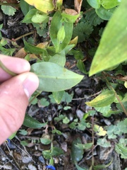 Commelina communis