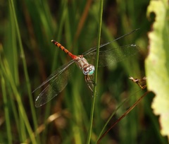 Sympetrum ambiguum