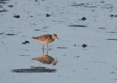 Calidris subruficollis