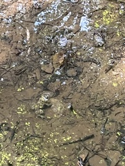 Bombina variegata