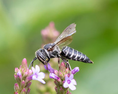 Coelioxys modestus