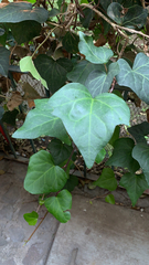 Hedera canariensis