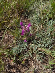 Oxytropis lambertii