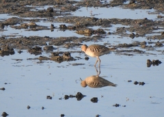 Calidris subruficollis