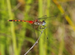 Sympetrum ambiguum