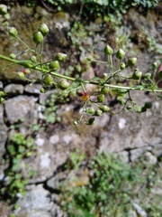 Scrophularia