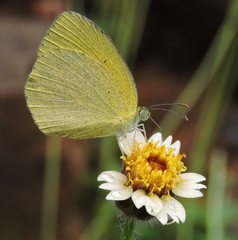 Eurema laeta