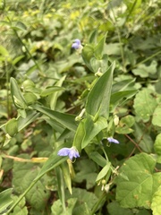 Commelina communis