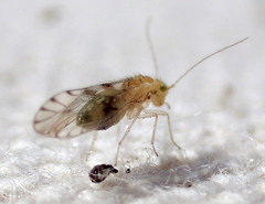 Trichopsocus clarus