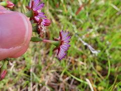 Ruschia geminiflora