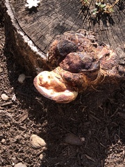 Pseudoinonotus dryadeus