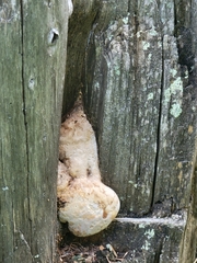 Neolentinus lepideus