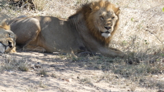 Panthera leo melanochaita