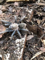 Theraphosinae