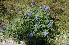 Lupinus arcticus