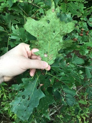 Quercus rubra