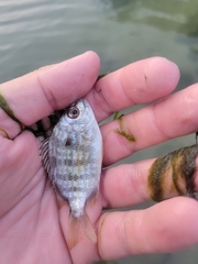 Archosargus rhomboidalis