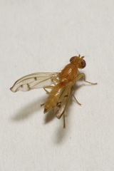 Opomyza florum