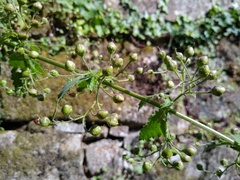 Scrophularia