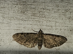 Eupithecia miserulata