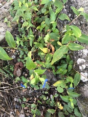 Commelina communis