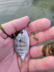 Archosargus rhomboidalis