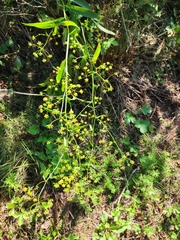Bupleurum komarovianum