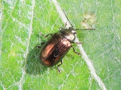 Phratora vitellinae