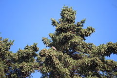 Haemorhous mexicanus