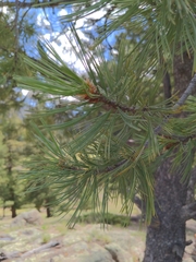 Pinus edulis