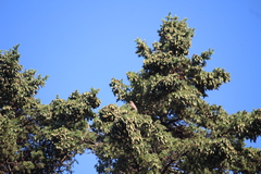 Haemorhous mexicanus