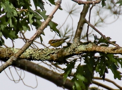 Setophaga fusca