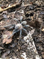 Theraphosinae